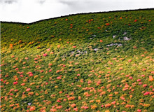 讴歌生命　　鸟类的一生，无比艰难，九死一生。但它们永远乐观，不悲苦。鸟类有着人类一样伟大的爱，为了家族，可以牺牲自己。[详细]