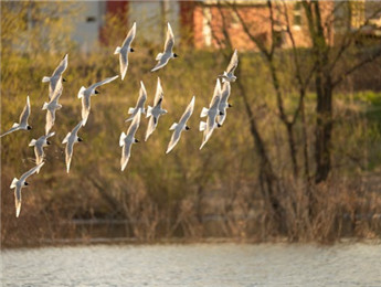 自然与人世的协奏曲
